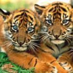 pic for TIGER CUBS